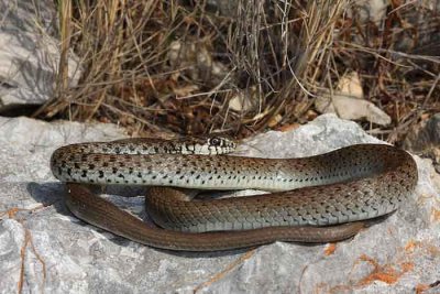 Balkan whip snake Hierophis gemonensis belica_MG_1943-1.jpg