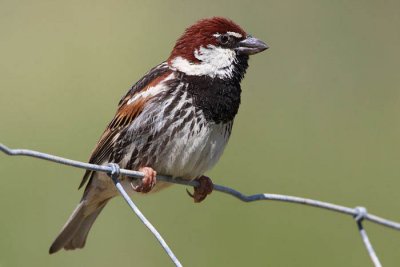 Spanish sparrow male Passer hispaniolensis travniki vrabec_MG_0853-1.jpg