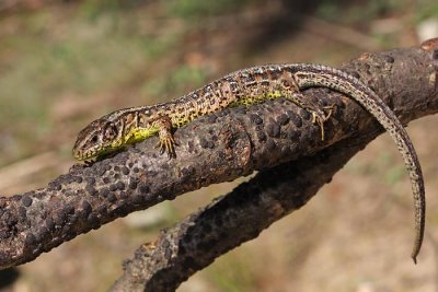 Sand lizard Lacerta agilis martinek_MG_2503-1.jpg