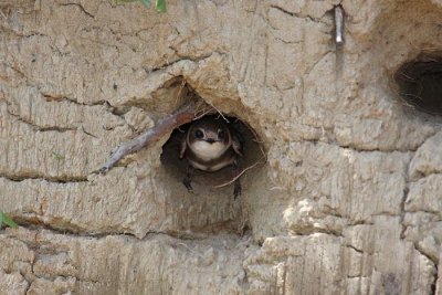 Sand martin Riparia riparia breguljka_MG_1279-1.jpg