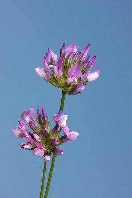 Pitch trefoil Bituminaria bituminosa _MG_1630-1.jpg