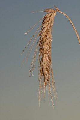 Barley Hordeum vulgare jemen_MG_2738-1.jpg
