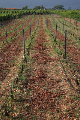 Vineyard vinograd_MG_0052-1.jpg