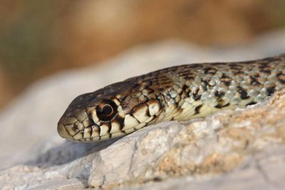 Balkan whip snake Hierophis gemonensis belica_MG_1868-1.jpg
