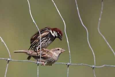Spanish sparrow Passer hispaniolensis travniki vrabec_MG_9864-1.jpg