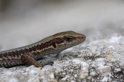 Horvath's rock lizard Iberolacerta (Lacerta) horvathi horvatova ku¹èarica_MG_3290-1.jpg