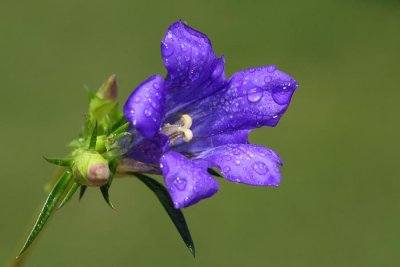 gentian_gentiana