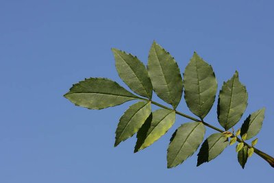 European ash Fraxinus excelsior veliki jesen _MG_2640-1.jpg