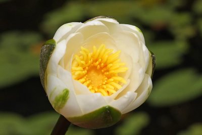White water lily Nymphea alba beli lokvanj_MG_3445-1.jpg