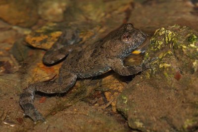 Yellow-bellied toad Bombina variegata hribski urh_MG_2846-1.jpg