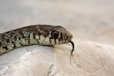 Balkan whip snake Hierophis gemonensis belica_MG_1835-1.jpg