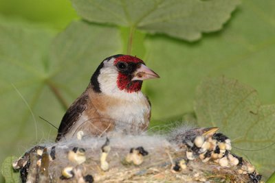 Goldfinch Carduelis carduelis liek_MG_3762-1.jpg