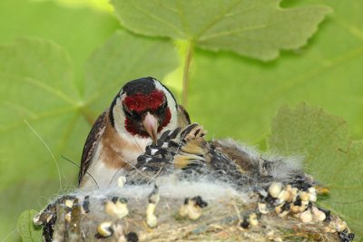 Goldfinch Carduelis carduelis liek_MG_3761-1.jpg