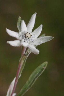 Edelweiss Leontopodium alpinum planika_MG_3190-1.jpg