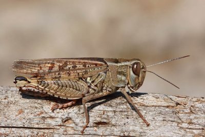 Italian locust Calliptamus italicus laka kobilica_MG_9594-1.jpg