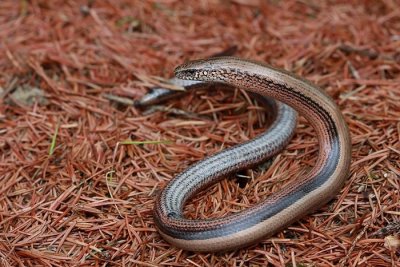 Unusual pose of Slow-worm Anguis fragilis slepec_MG_0269-1.jpg
