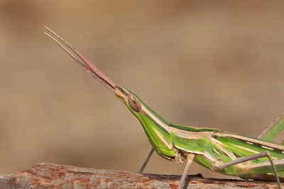 Mediterranean slant-faced grasshopper Acrida ungarica nosata saranča_MG_9520-1.jpg