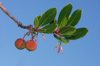 Strawberry tree Arbutus unedo navadna jagodičnica_MG_3284-11.jpg