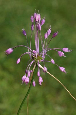 Keeled garlic Allium carinatum gredljasti luk_MG_5425-11.jpg