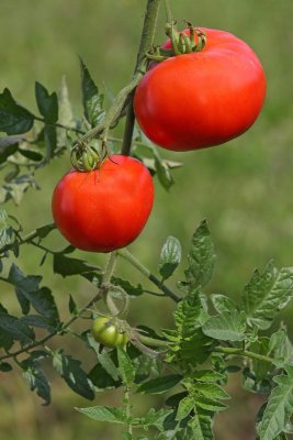 Tomato Solanum lycopersicum paradinik_MG_5792-11.jpg