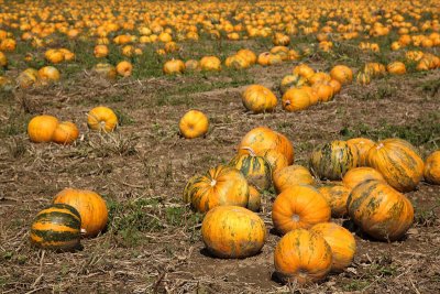 Oilseed pumpkin Cucurbita pepo oljna bua_MG_3254-11.jpg