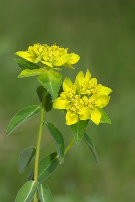 Euphorbia verrucosa bradavičasti mleček_MG_0705-11.jpg