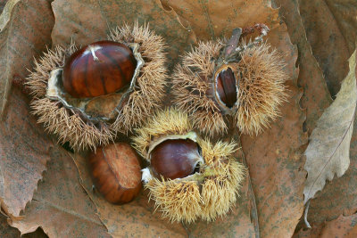 Sweet chestnut, marron Castanea sativa pravi kostanj_MG_7778-11.jpg