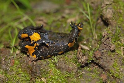 Yellow-bellied toad Bombina variegata hribski urh_MG_0161-1.jpg