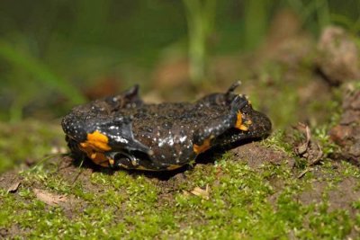 Yellow-bellied toad Bombina variegata hribski urh_MG_0184-1.jpg