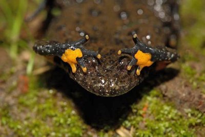 Yellow-bellied toad Bombina variegata hribski urh_MG_0165-1.jpg