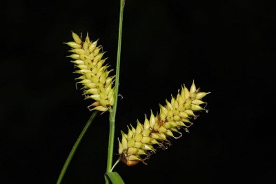 Blister sedge Carex vesicaria mehurjasti ąaą_MG_0427-1.jpg