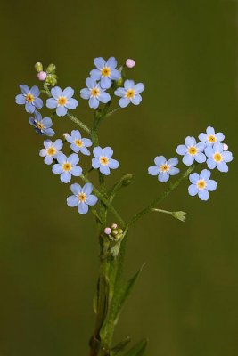 Water forget-me-not Myosotis palustris močvirska spominčica_MG_4968-1.jpg