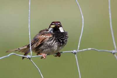 Spanish sparrow male Passer hispaniolensis travniki vrabec_MG_0797-1.jpg