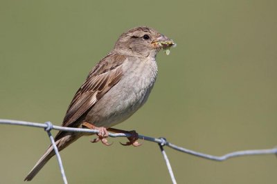 Spanish sparrow  female Passer hispaniolensis travniki vrabec_MG_0831-1.jpg
