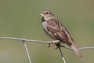 Spanish sparrow  female Passer hispaniolensis travniki vrabec_MG_0835-1.jpg
