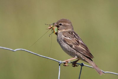 Spanish sparrow  female Passer hispaniolensis travniki vrabec_MG_0843-1.jpg