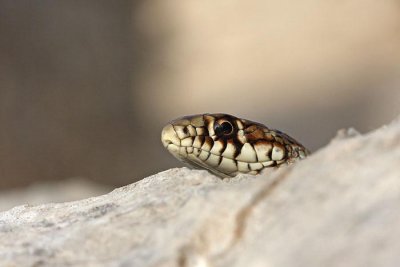 Balkan whip snake Hierophis gemonensis belica_MG_1859-1.jpg