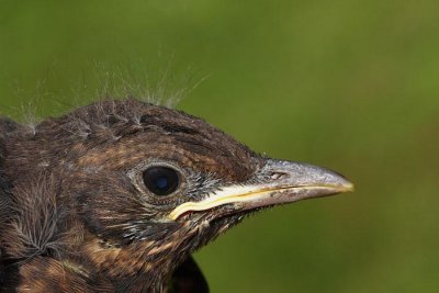 Blackbird Turdus merula kos_MG_1222-1.jpg
