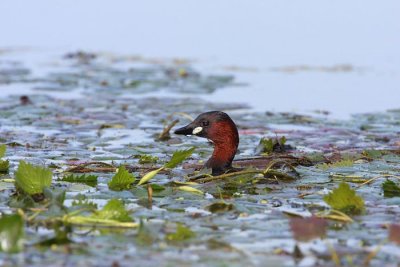 Little grebe Tachybaptus ruficollis mali ponirek_MG_1450-1.jpg