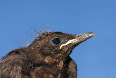 Blackbird Turdus merula kos_MG_1239-1.jpg