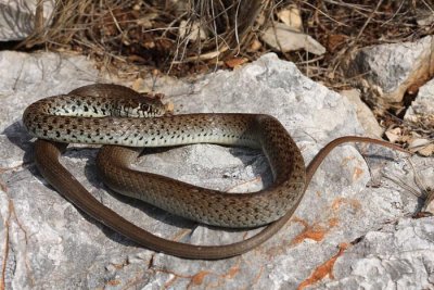 Balkan whip snake Hierophis gemonensis belica_MG_1938-1.jpg