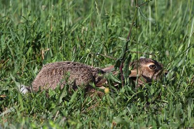 Brown hare Lepus europaeus poljski zajec_MG_0692-1.jpg