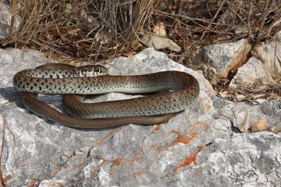 Balkan whip snake Hierophis gemonensis belica_MG_1946-1.jpg