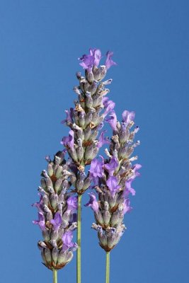 Lavander Lavandula angustifolia navadna sivka_MG_2264-1.jpg