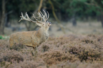 Red Deer