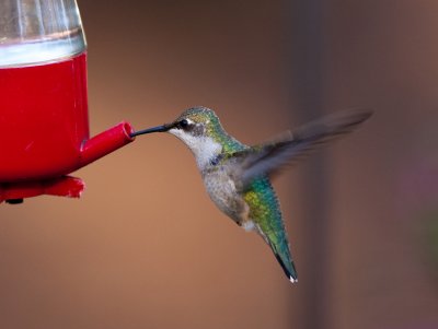 Late Ruby-throated Hummingbird