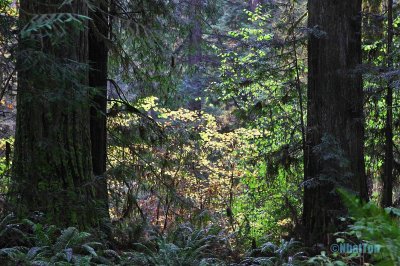 Redwood2.jpg