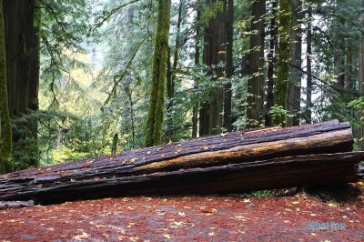Redwood12.jpg