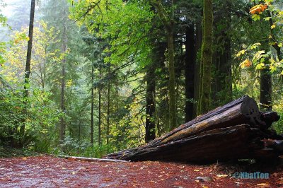 Redwood13.jpg