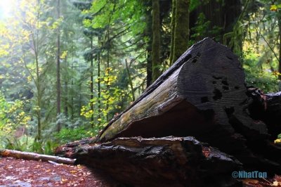 Redwood14.jpg